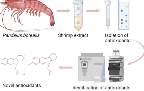 虾废物革命释放有效的抗氧化剂促进健康和可持续发展