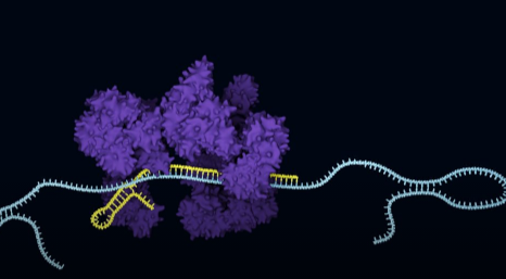 理光与ERSGenomics签署CRISPR许可协议