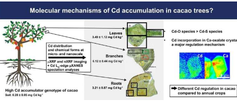 可可植物抵御有毒镉的能力揭晓