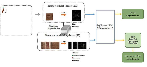 利用新的语义分割模型改善根衰老识别