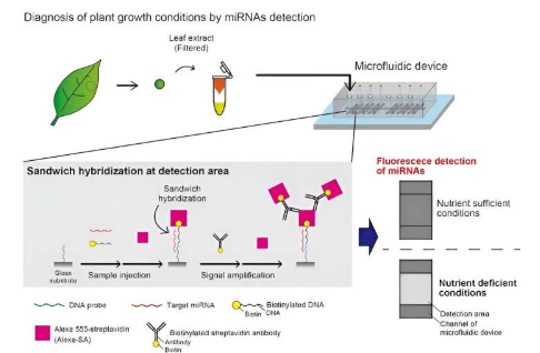 改善植物健康诊断用于快速miRNA检测的微流体装置的曙光