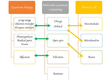 新研究领域促进量子计算和认知科学