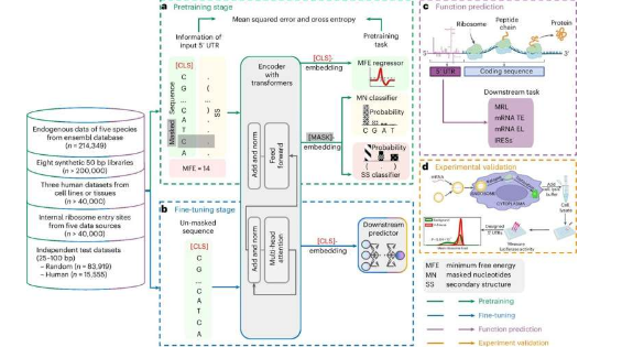 语言模型可以读取基因组吗这个解码 mRNA 来制造更好的疫苗