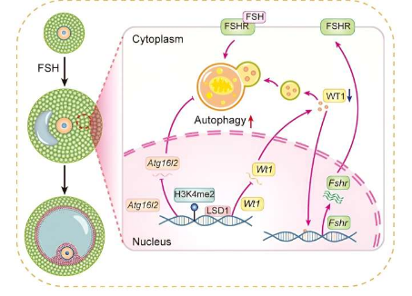 LSD1通过调节颗粒细胞自噬和抑制Wt1促进FSH反应性卵泡形成