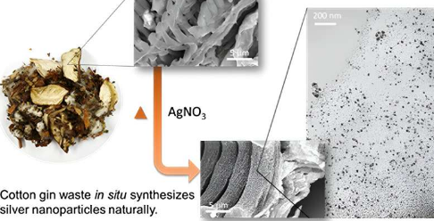 自嵌入银纳米颗粒研究人员在轧棉废料中发现了一线希望