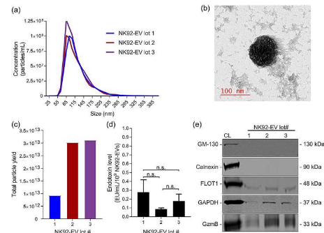 研究提出大规模生物制造工作流程来生产自然杀伤细胞和细胞外囊泡