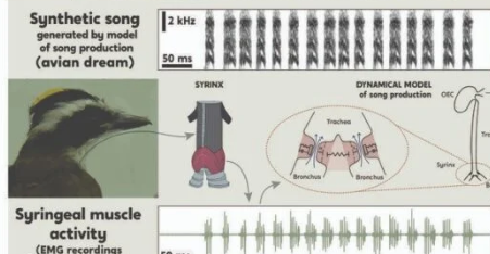 鸣禽的梦为理解动物意识提供了突破