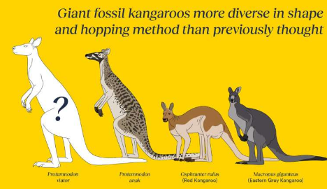 挖掘澳大利亚和新几内亚巨型袋鼠新物种化石