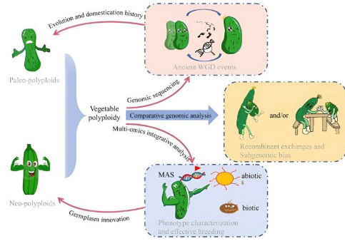 蔬菜的多倍体探索作物进化和育种成功的遗传学