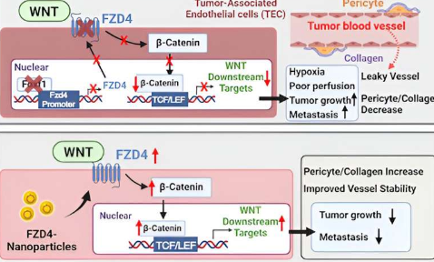将FZD4纳米颗粒递送至肺内皮细胞可抑制肺癌进展和转移