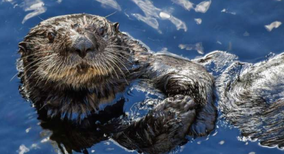 水族馆的代孕水獭妈妈正在比任何人都更好地恢复幼崽