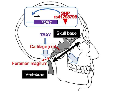 研究人员发现了有助于塑造人类颅底进化的遗传变异