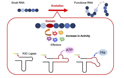 RNA的隐藏潜力新研究揭示了它在早期生命和未来生物工程中的作用