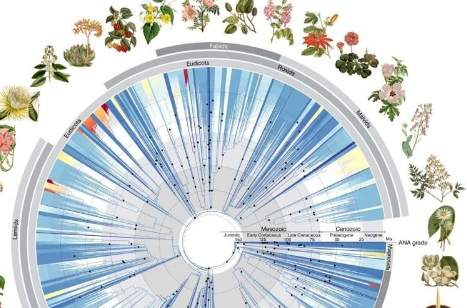 国际研究为开花植物建立了全面的生命之树