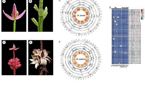 观赏香蕉和粉红香蕉的第一个染色体水平参考基因组