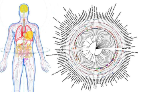 先进的细胞图谱为生物医学研究打开了新的大门