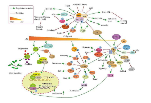 三种关键糖代谢蛋白HXK SnRK1和TOR的系统综述