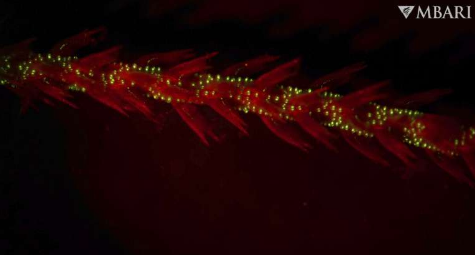 第一批在黑暗中发光的动物可能是海洋深处的古老珊瑚