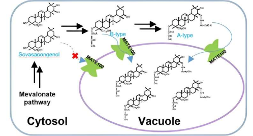 MATE转运蛋白促进苦味皂苷从细胞质转运至液泡