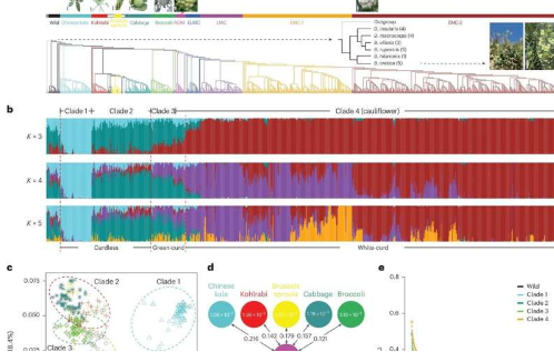 花椰菜的遗传学研究揭示了其进化历史