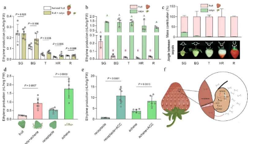 重新思考成熟乙烯在草莓果实发育和成熟中的作用扩大