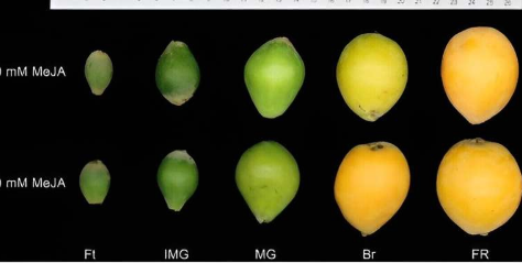 利用茉莉酸甲酯提高枇杷果实品质糖代谢和基因表达动态研究