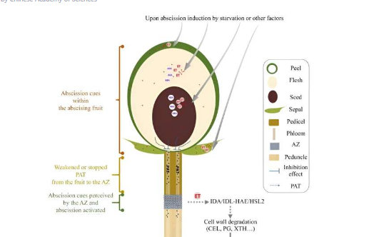 提高水果作物的恢复力揭示木本水果作物脱落的分子动力学