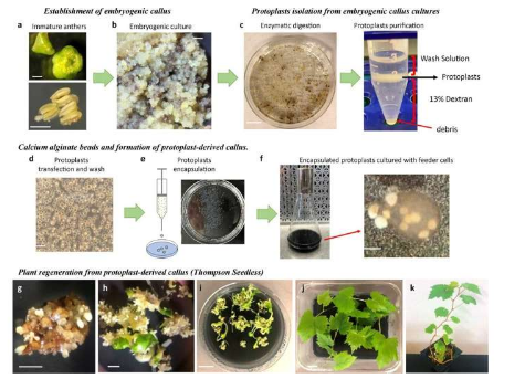 葡萄栽培新篇章非转基因植物再生技术