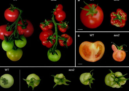 番茄花揭示新见解关键基因TM6控制花朵发育