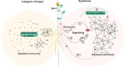 研究揭示植物与细菌之间的通讯对健康植物微生物组组装的关键作用