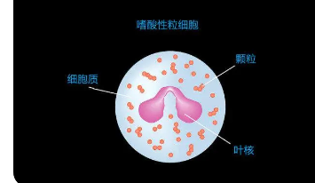 揭开嗜酸性粒细胞的奥秘