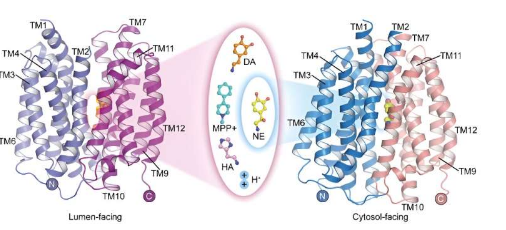 科学家阐明转运蛋白VMAT2的底物识别和质子偶联机制