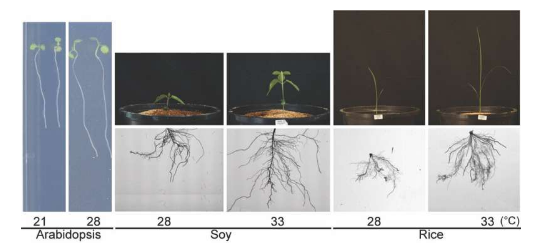 科学家发现帮助植物抵御高温的关键营养素