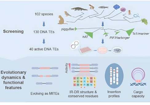 大规模研究揭示DNA转座子的功能多样性并扩展基因组工程工具箱