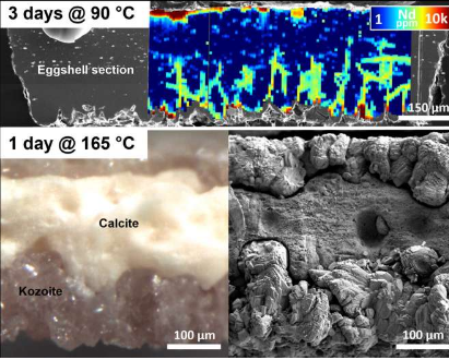 一项突破性发现蛋壳废料可回收绿色能源所需的稀土元素
