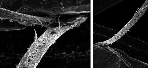 研究团队运用生物力学科学来了解我们的糟糕头发