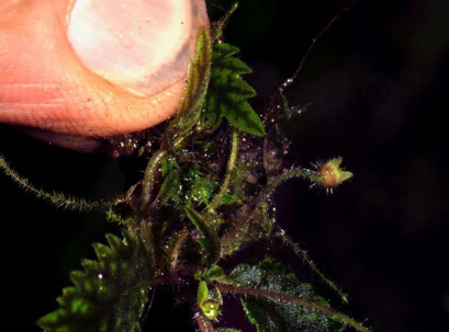 一种微小的新植物物种再次证实了厄瓜多尔西部遭受破坏的生物多样性的奇迹幸存