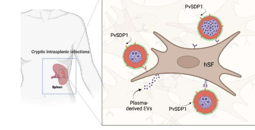 科学家揭示脾脏和细胞外囊泡在隐匿性疟疾感染中发挥的关键作用