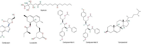 研究人员发现虫草具有生产生物活性化合物的潜在潜力