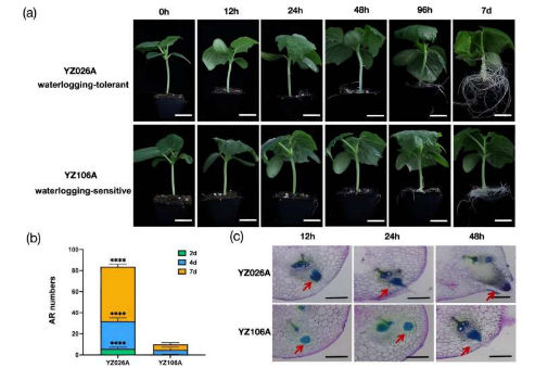 研究揭示黄瓜克服水分胁迫的遗传关键