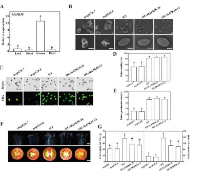研究人员发现MAPK20-ATG6与番茄花粉活力相关