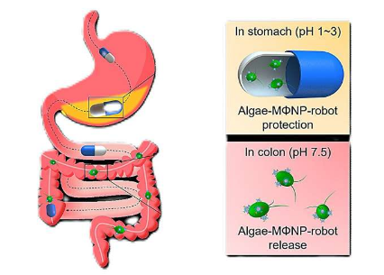 微型机器人包装的药丸有望治疗小鼠炎症性肠病