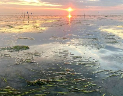 启动海草种植打造抵御气候影响的海洋