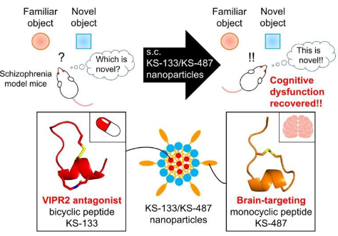 新型肽制剂有望恢复精神分裂症患者的认知能力下降