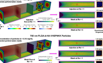 模拟血流动力学以改善纳米颗粒药物输送