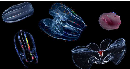压力之下栉水母如何适应海底生活