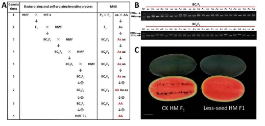 减少种子研究人员揭示创新的西瓜育种技术