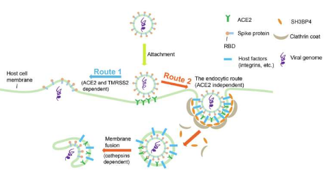 研究发现了促进SARS-CoV-2入侵的新型宿主因素