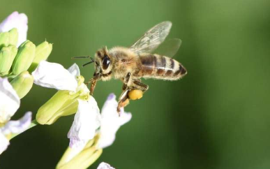 科学家说为了拯救蜜蜂首先要关注栖息地然后再使用杀虫剂