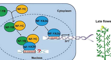 番茄时钟揭示SlNF-YA3b基因在开花时间中的作用